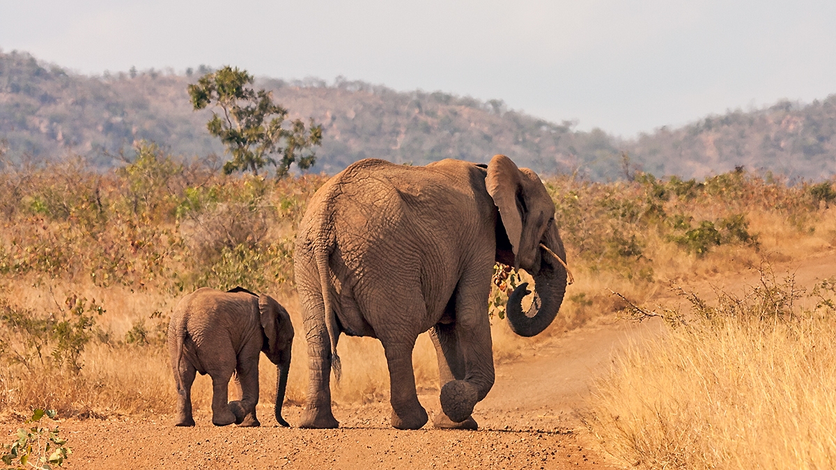 African Bush Elephant [Loxodonta africana]