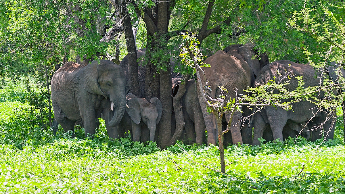 African Bush Elephant [Loxodonta africana]