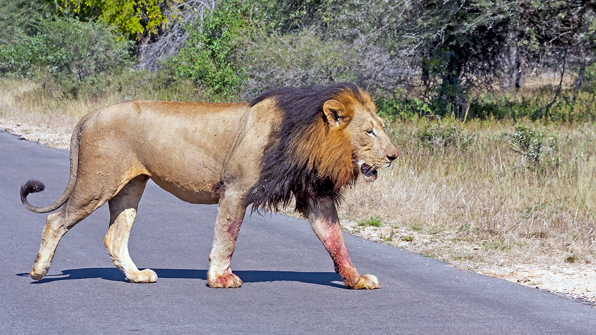 Lion [Panthera leo melanochaita]
