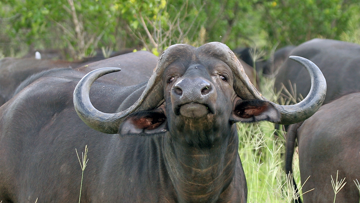 African Buffalo [Syncerus caffer caffer]