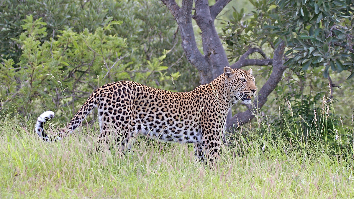 Leopard [Panthera pardus pardus]