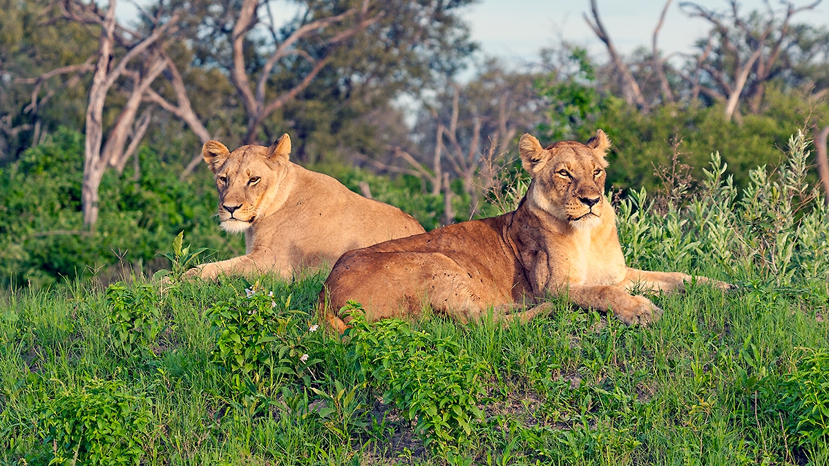 Lion [Panthera leo melanochaita]