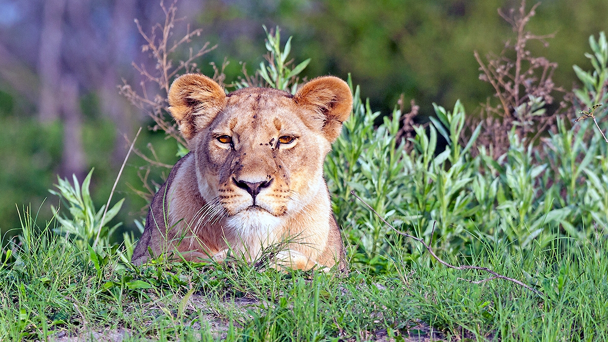 Lion [Panthera leo melanochaita]
