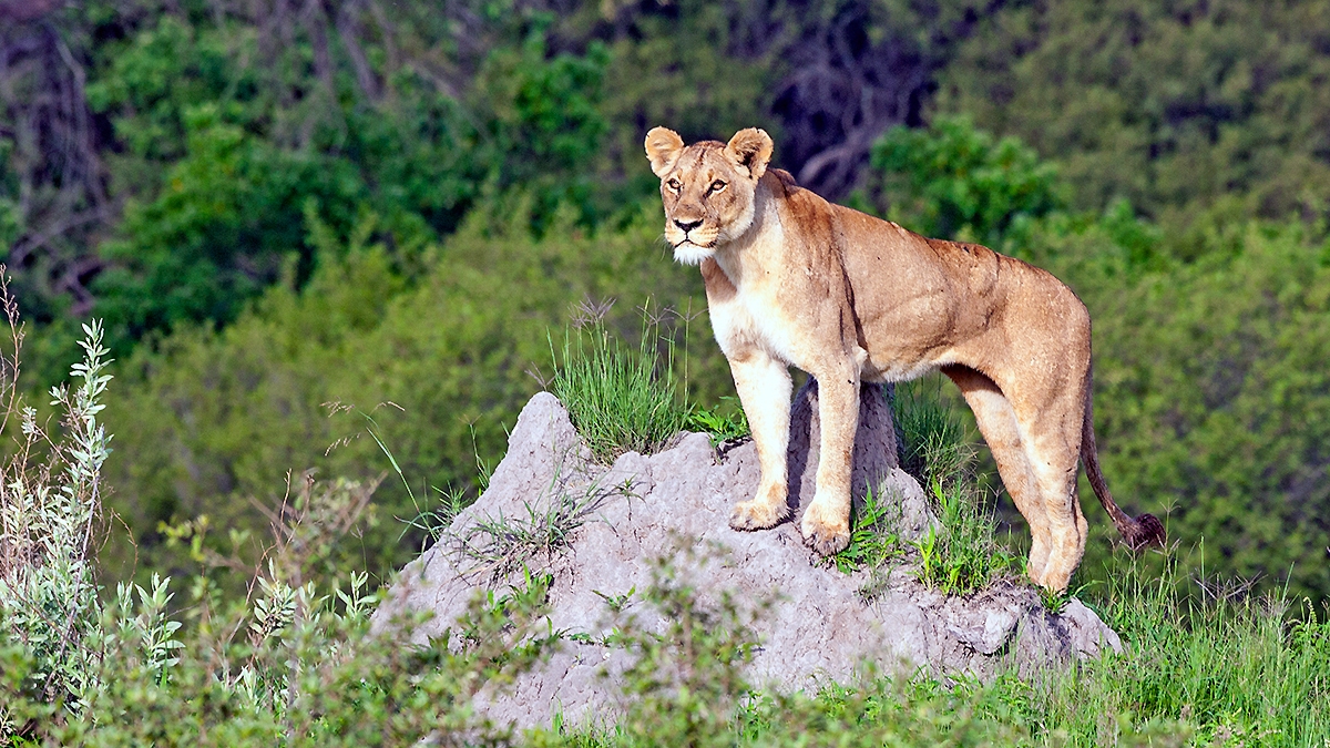 Lion [Panthera leo melanochaita]
