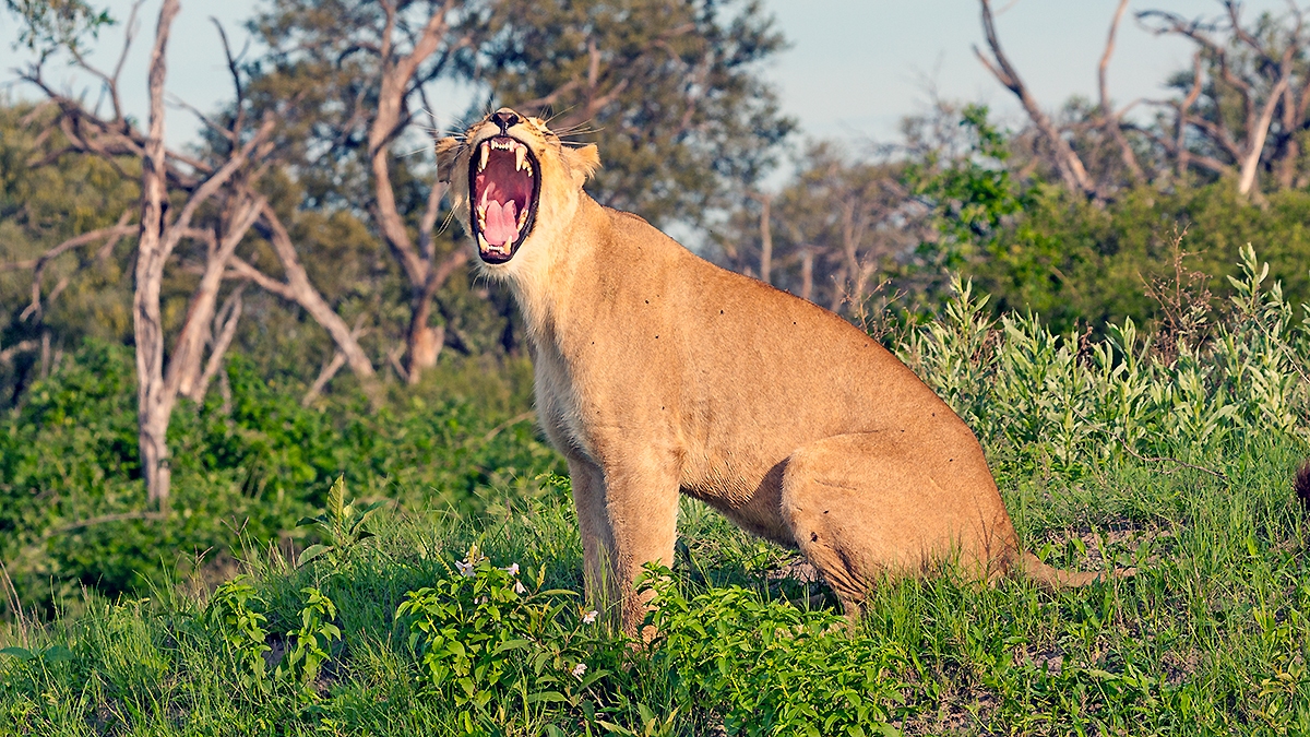 Lion [Panthera leo melanochaita]