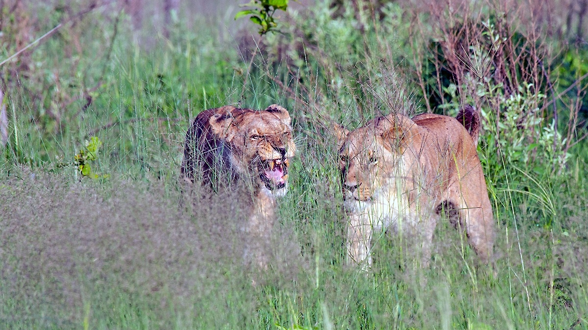 Lion [Panthera leo melanochaita]