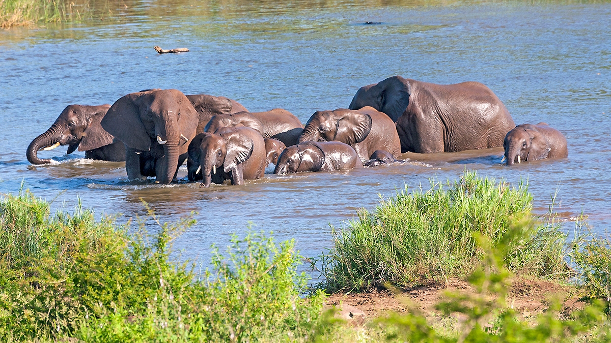 African Bush Elephant [Loxodonta africana]