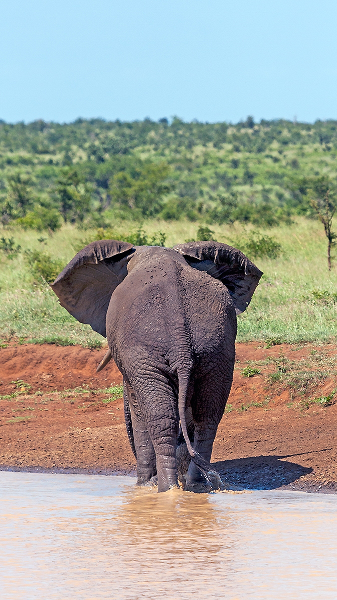 African Bush Elephant [Loxodonta africana]
