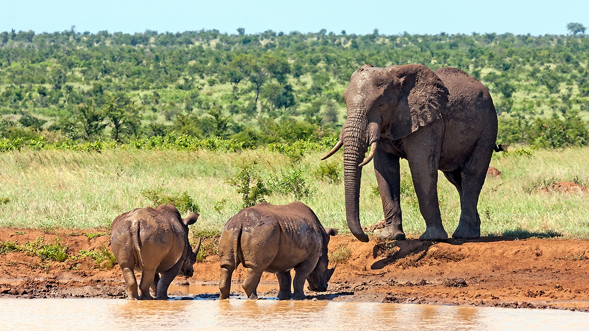 African Bush Elephant [Loxodonta africana]