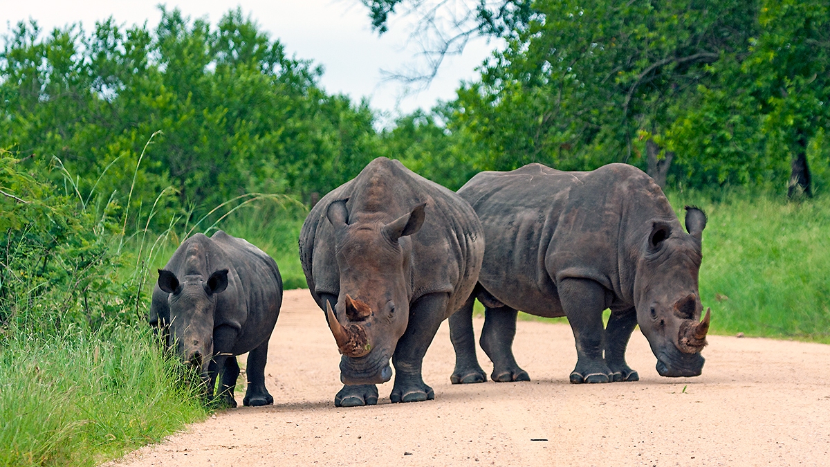White Rhinoceros [Ceratotherium simum simum]