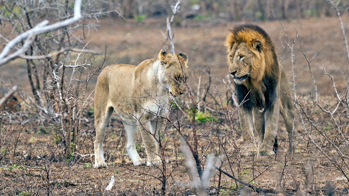 Lion [Panthera leo melanochaita]