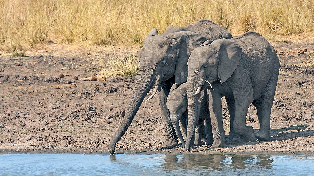 African Bush Elephant [Loxodonta africana]