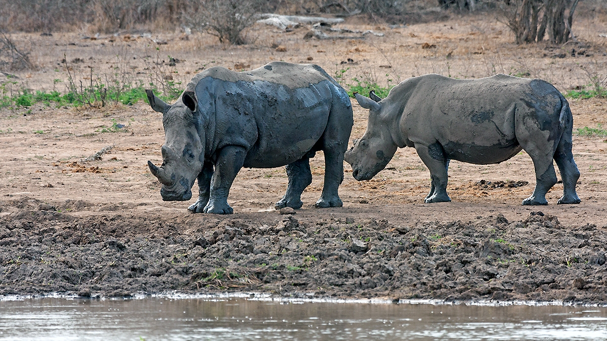 White Rhinoceros [Ceratotherium simum simum]
