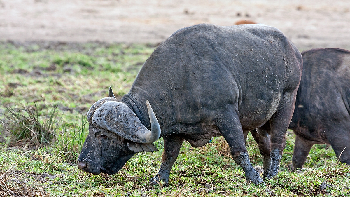 African Buffalo [Syncerus caffer caffer]