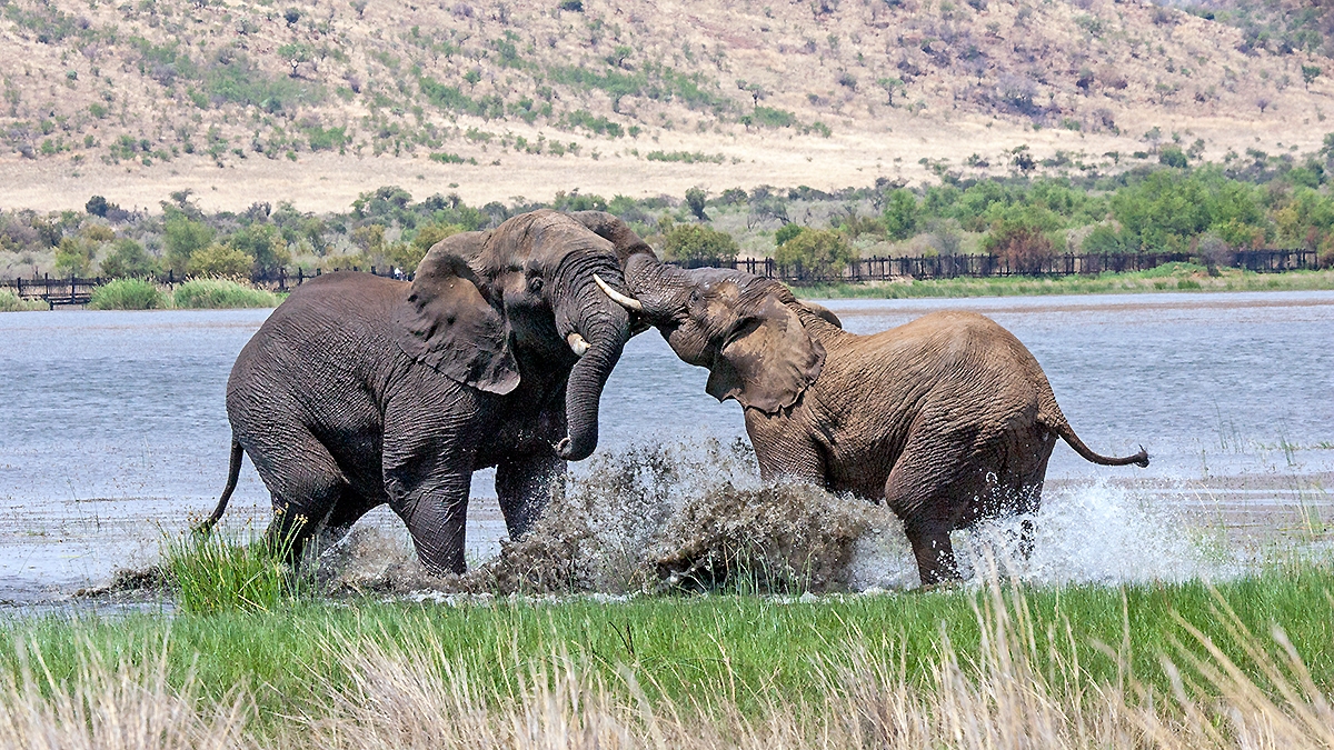 African Bush Elephant [Loxodonta africana]