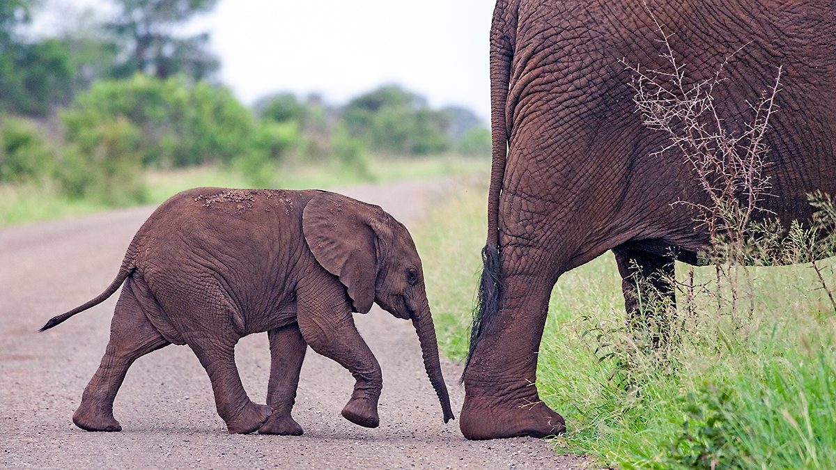 African Bush Elephant [Loxodonta africana]