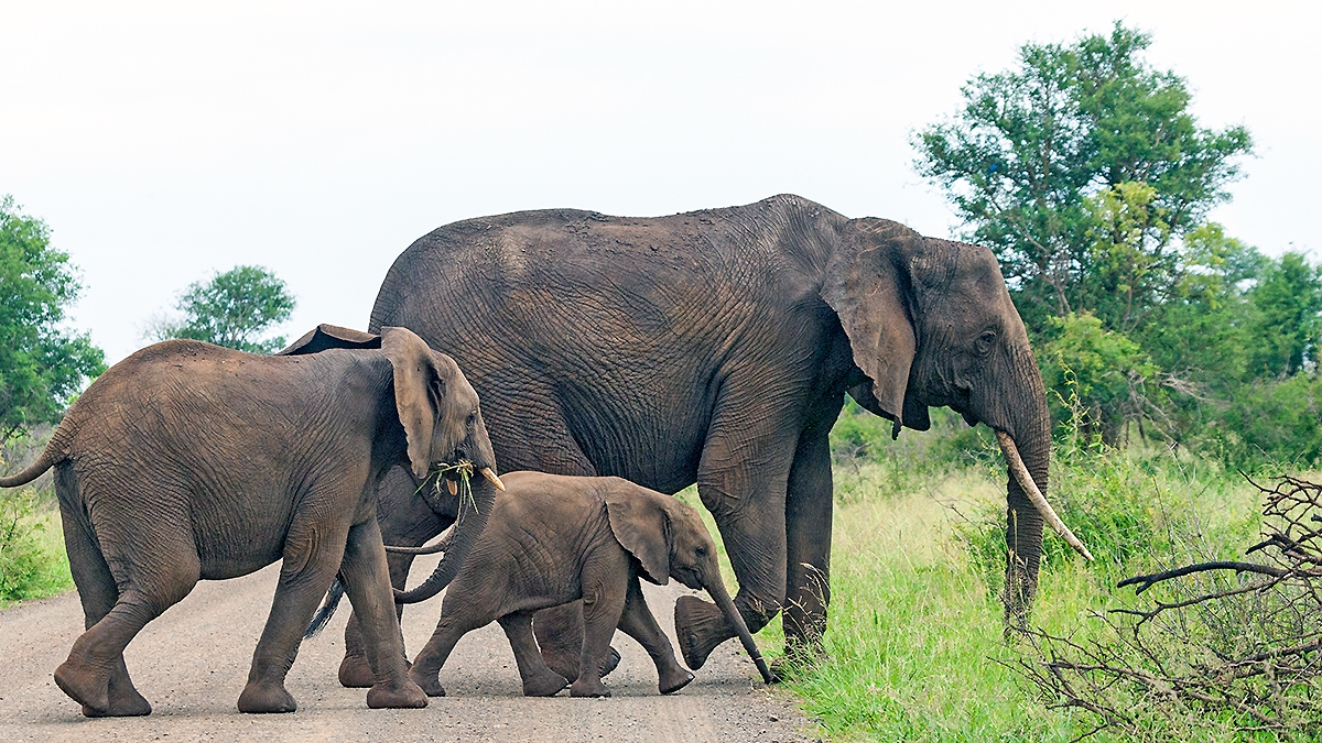 African Bush Elephant [Loxodonta africana]