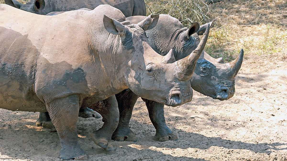White Rhinoceros [Ceratotherium simum simum]