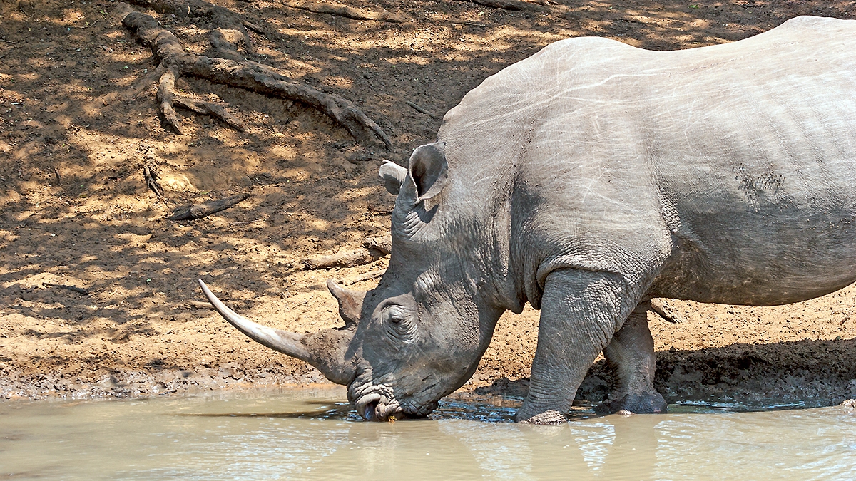 White Rhinoceros [Ceratotherium simum simum]