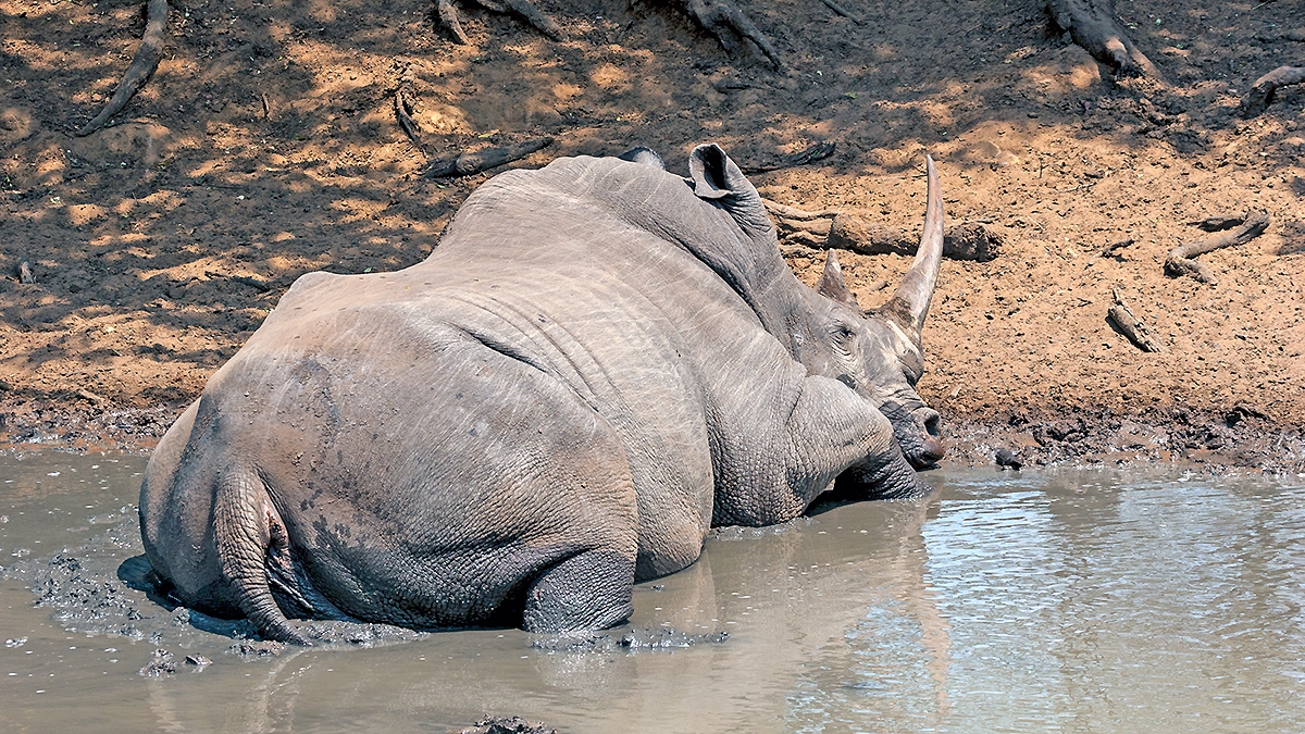 White Rhinoceros [Ceratotherium simum simum]