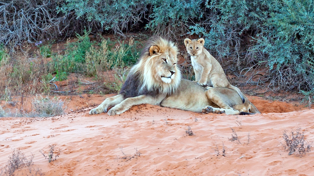 Lion [Panthera leo melanochaita]