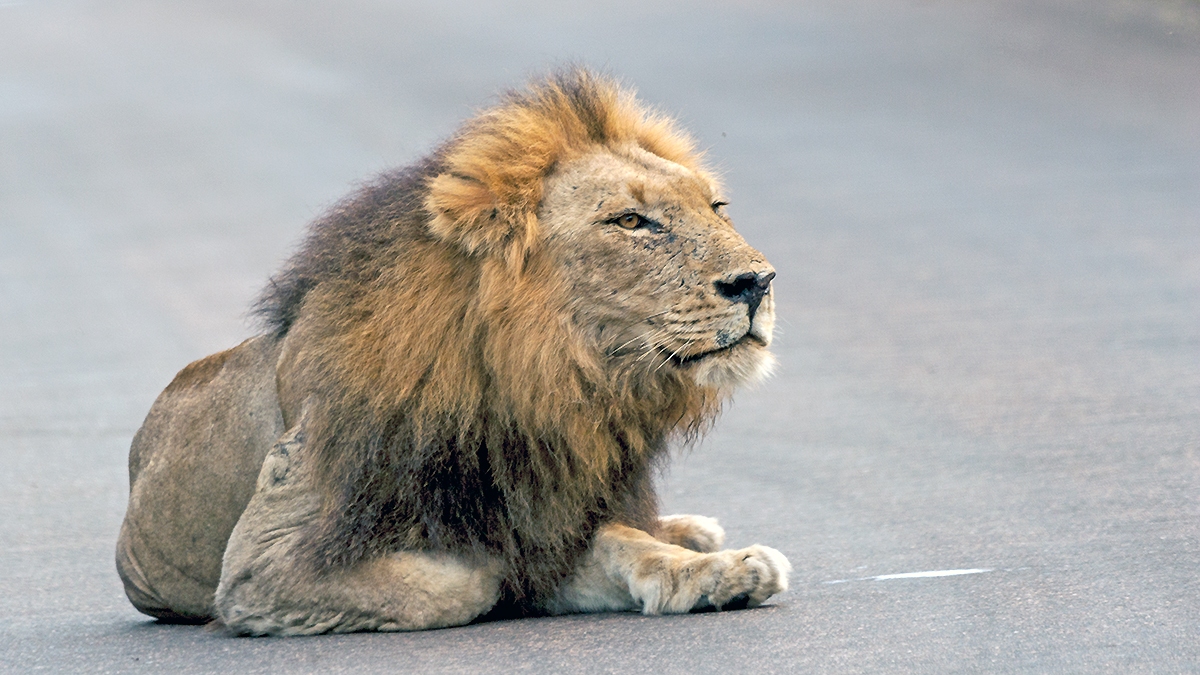 Lion [Panthera leo melanochaita]