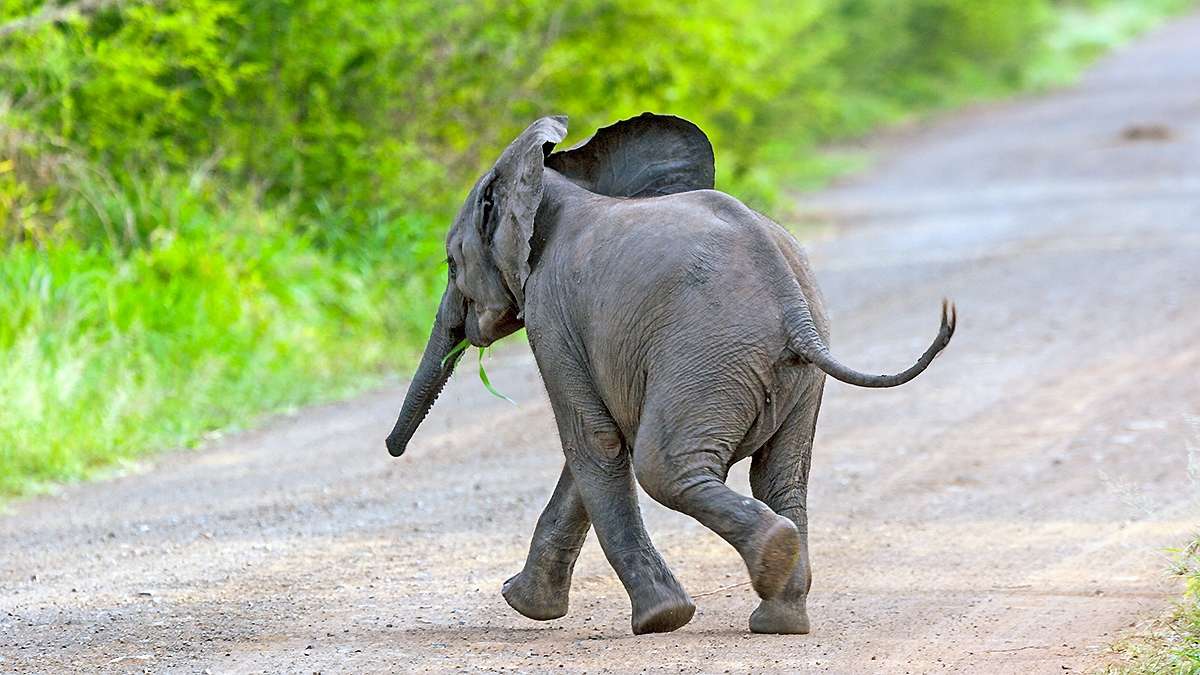 African Bush Elephant [Loxodonta africana]
