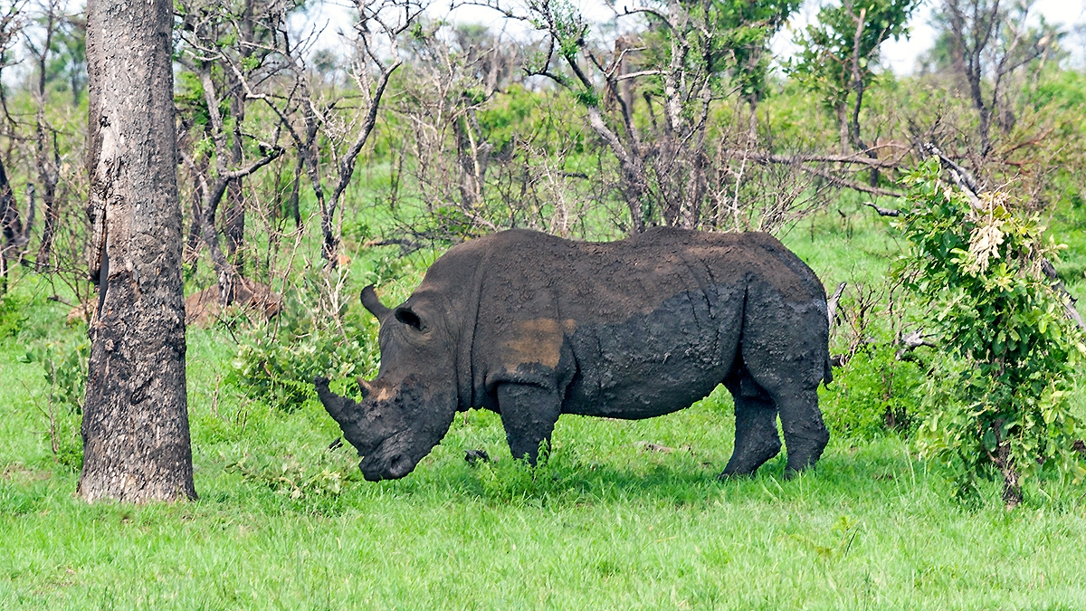 White Rhinoceros [Ceratotherium simum simum]