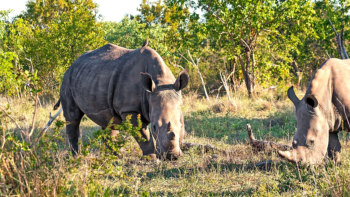 White Rhinoceros [Ceratotherium simum simum]