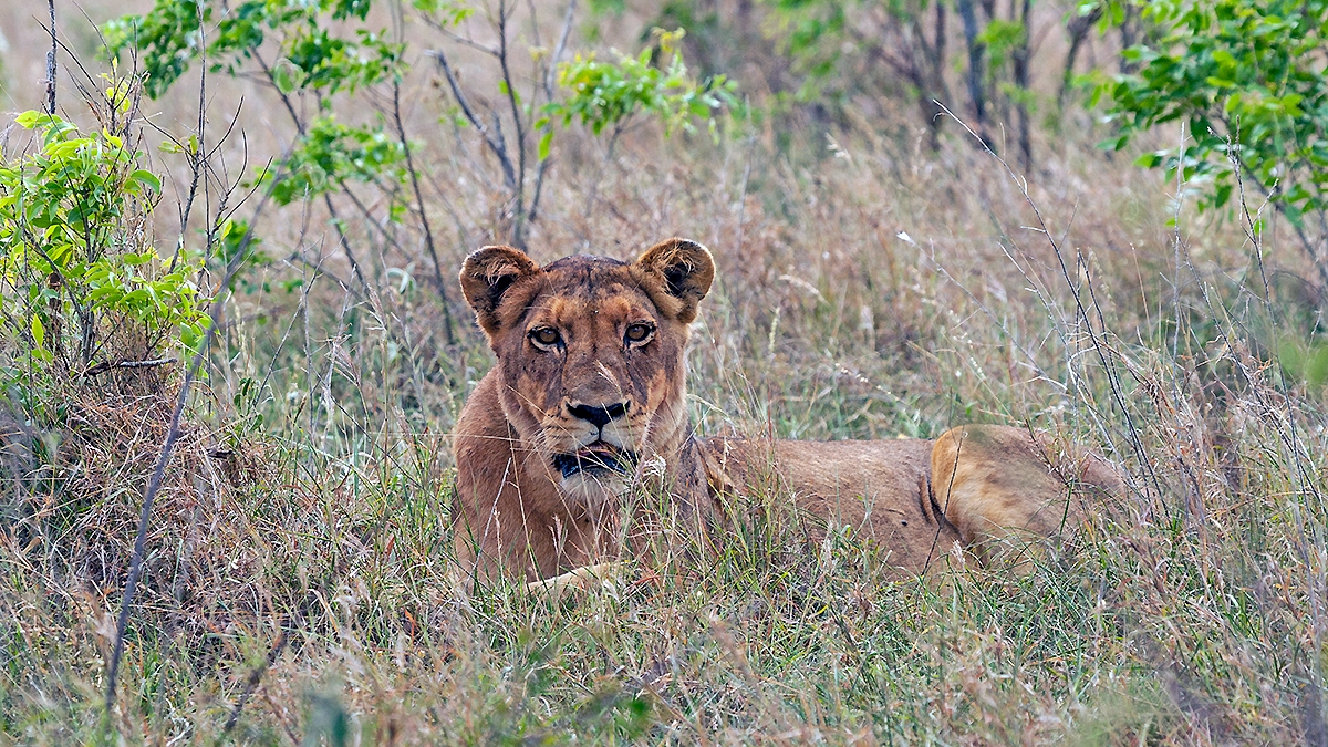 Lion [Panthera leo melanochaita]