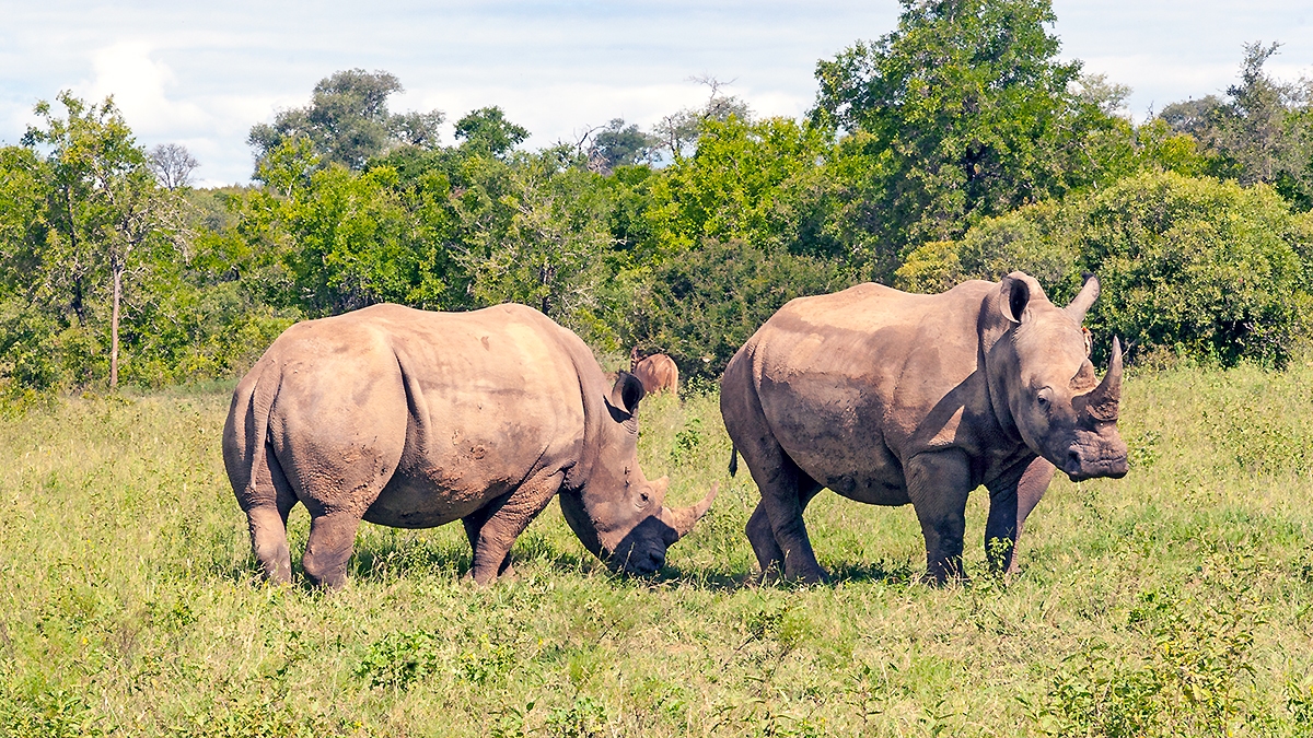 White Rhinoceros [Ceratotherium simum simum]