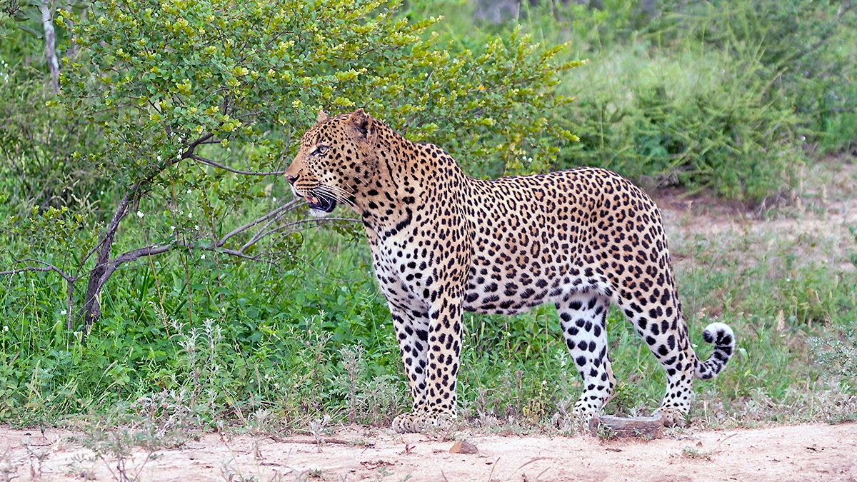 Leopard [Panthera pardus pardus]