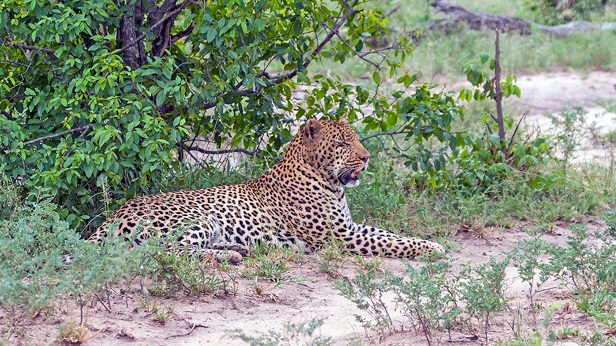 Leopard [Panthera pardus pardus]