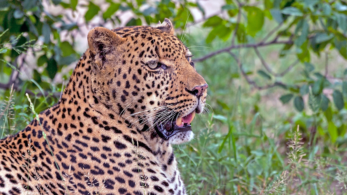 Leopard [Panthera pardus pardus]