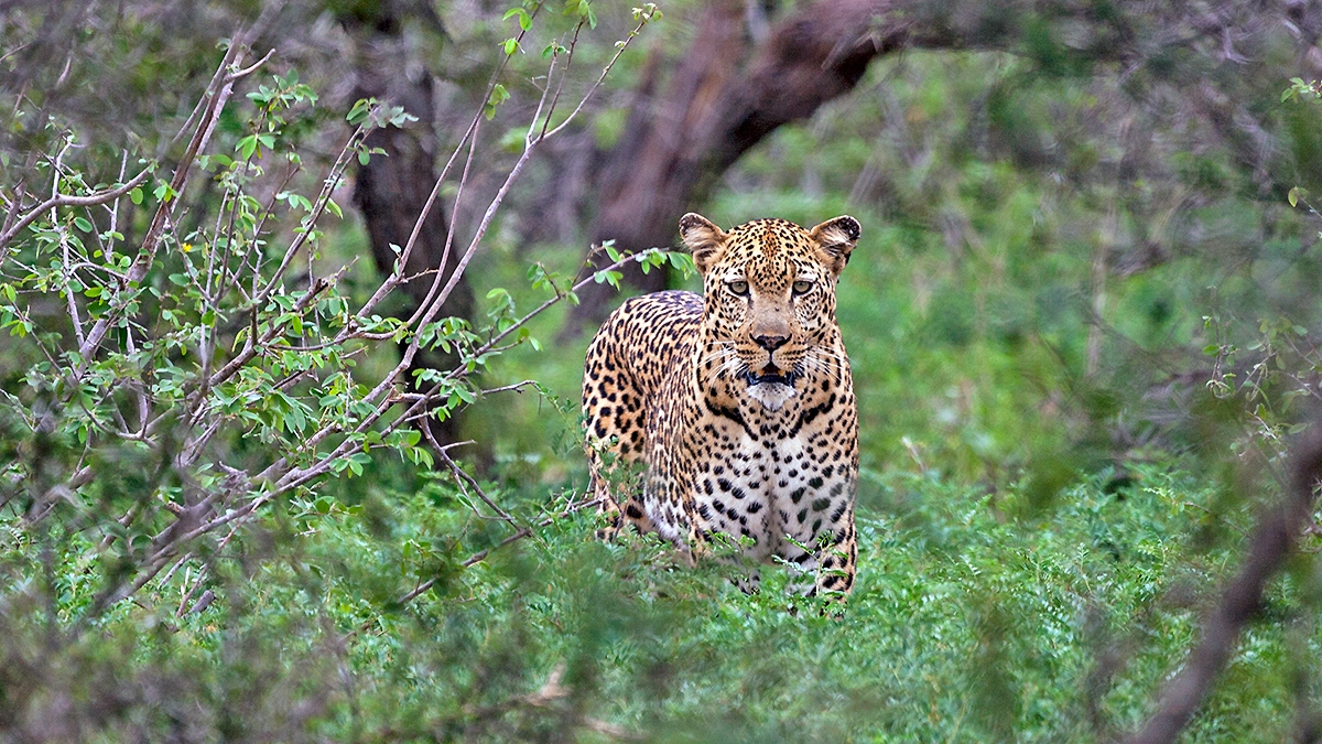 Leopard [Panthera pardus pardus]