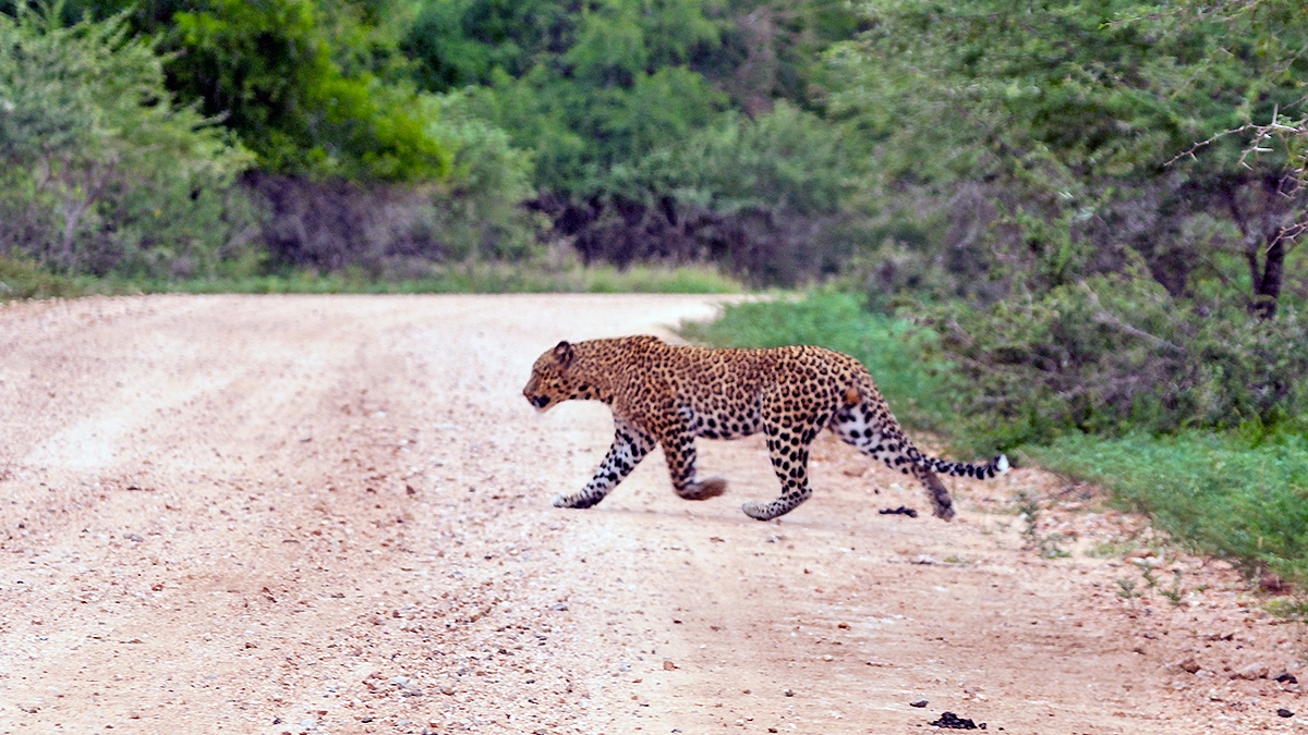 Leopard [Panthera pardus pardus]