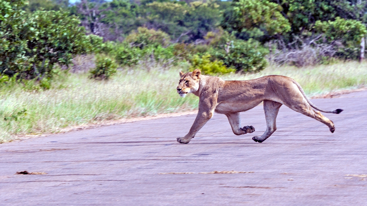 Lion [Panthera leo melanochaita]