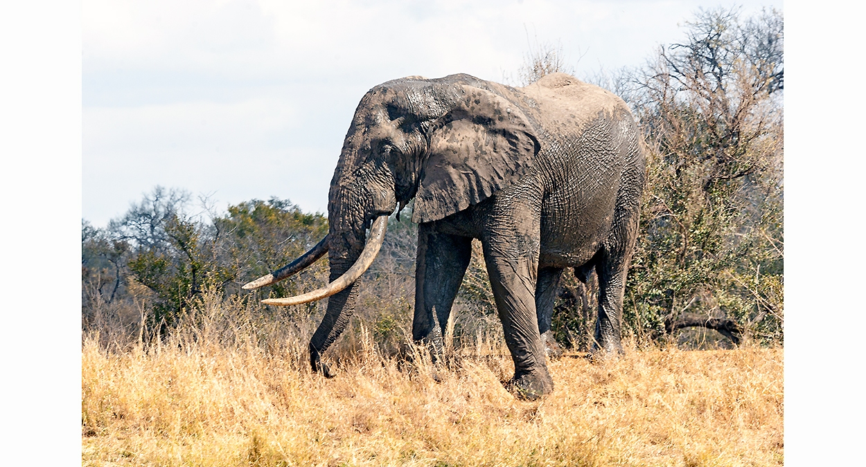 African Bush Elephant [Loxodonta africana]