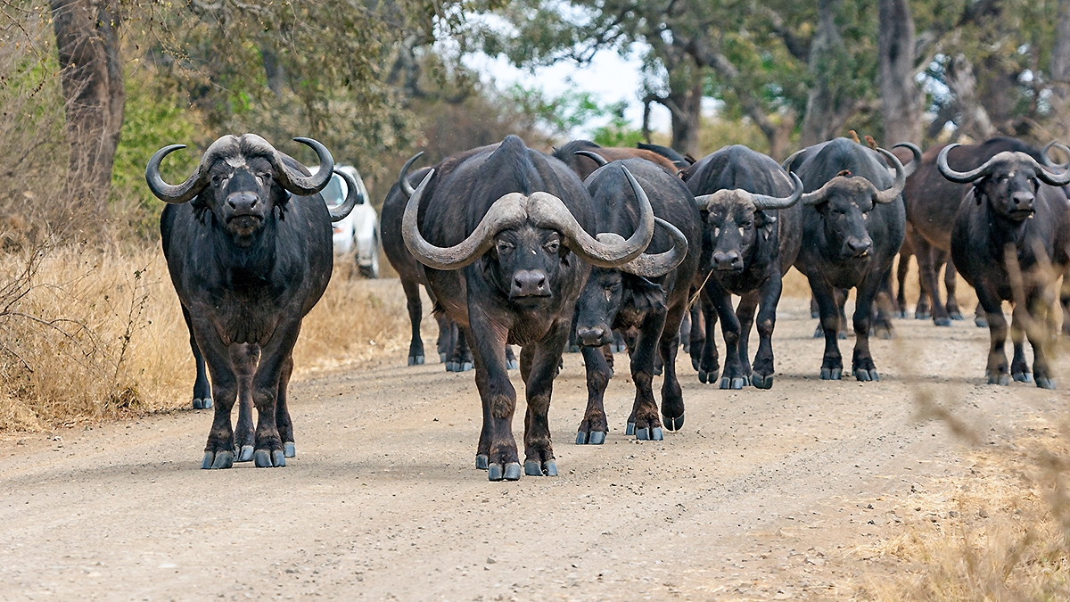 African Buffalo [Syncerus caffer caffer]
