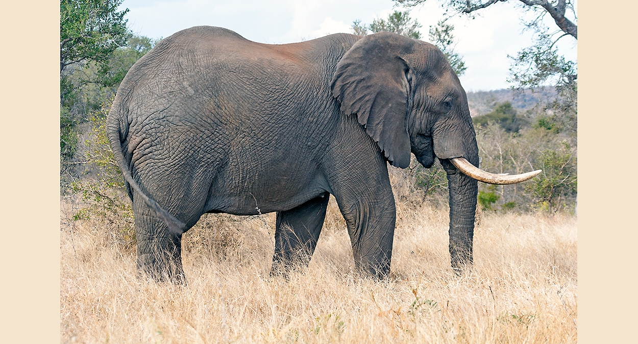 African Bush Elephant [Loxodonta africana]