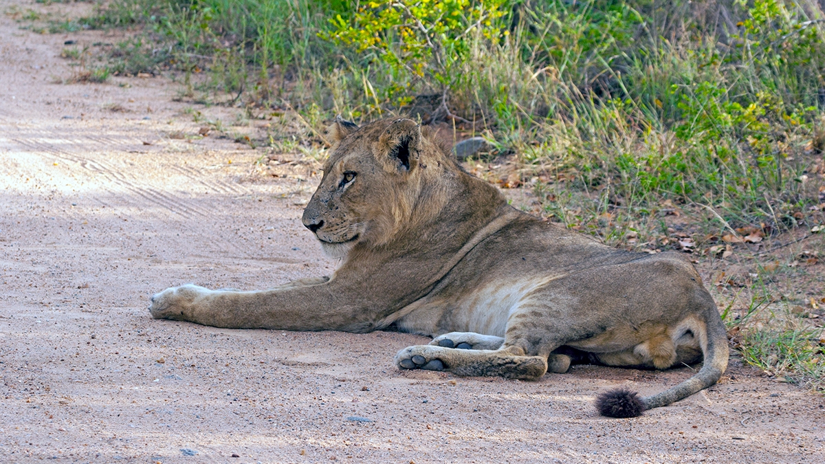 Lion [Panthera leo melanochaita]