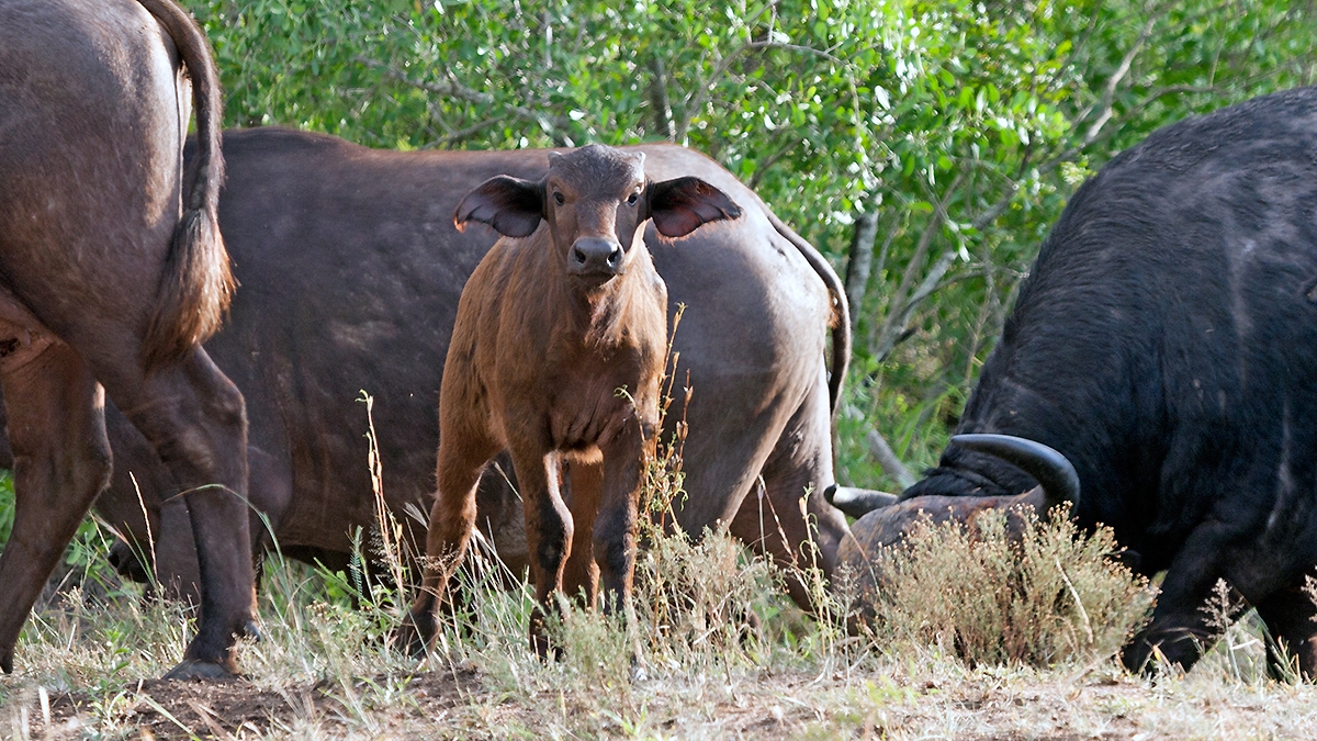 African Buffalo [Syncerus caffer caffer]