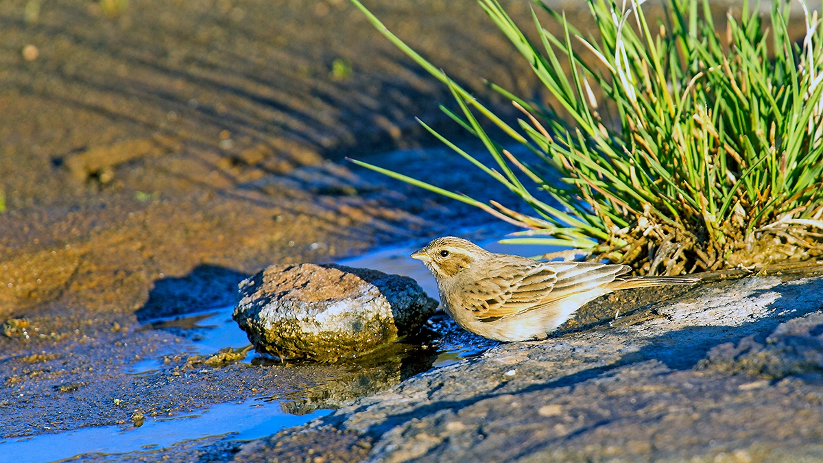 Lark-like Bunting [Emberiza impetuani sloggetti]