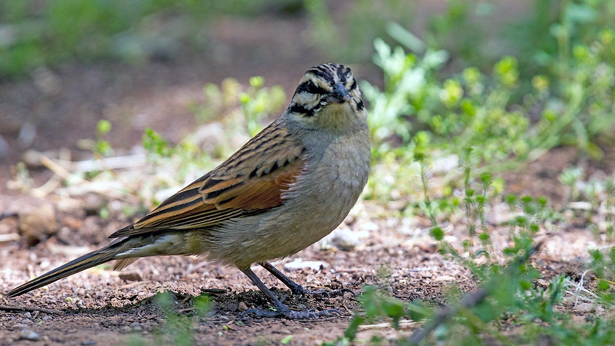 Cape Bunting [Emberiza capensis cinnamomea]