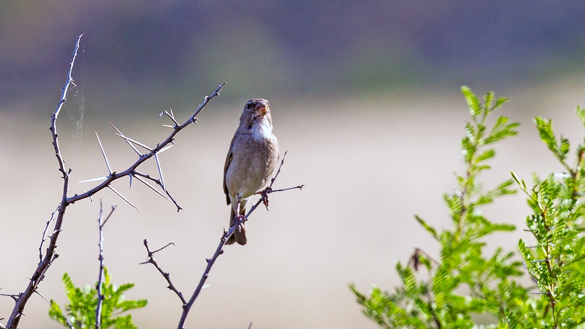 White-throated Canary [Crithagra albogularis albogularis]