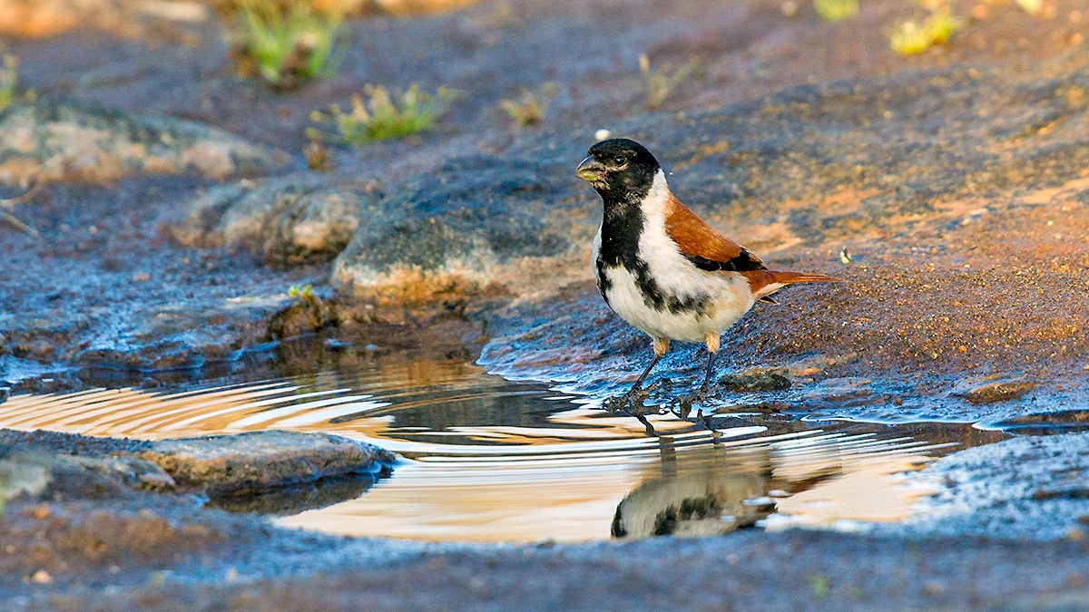 Black-headed Canary [Serinus alario alario]