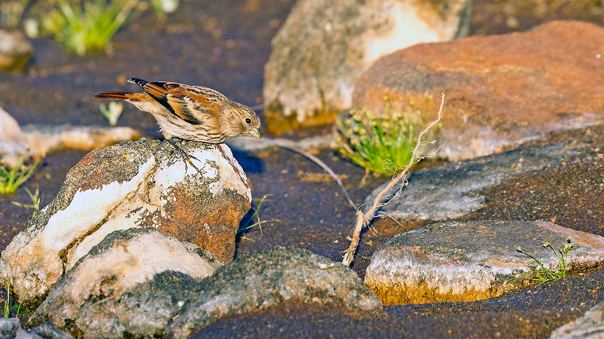 Black-headed Canary [Serinus alario alario]