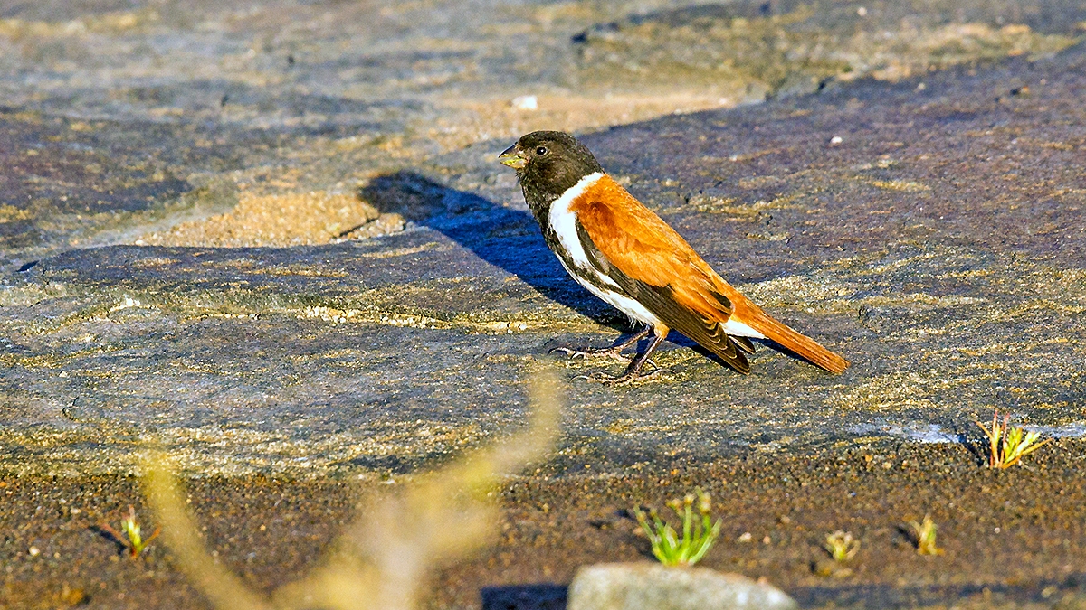 Black-headed Canary [Serinus alario alario]