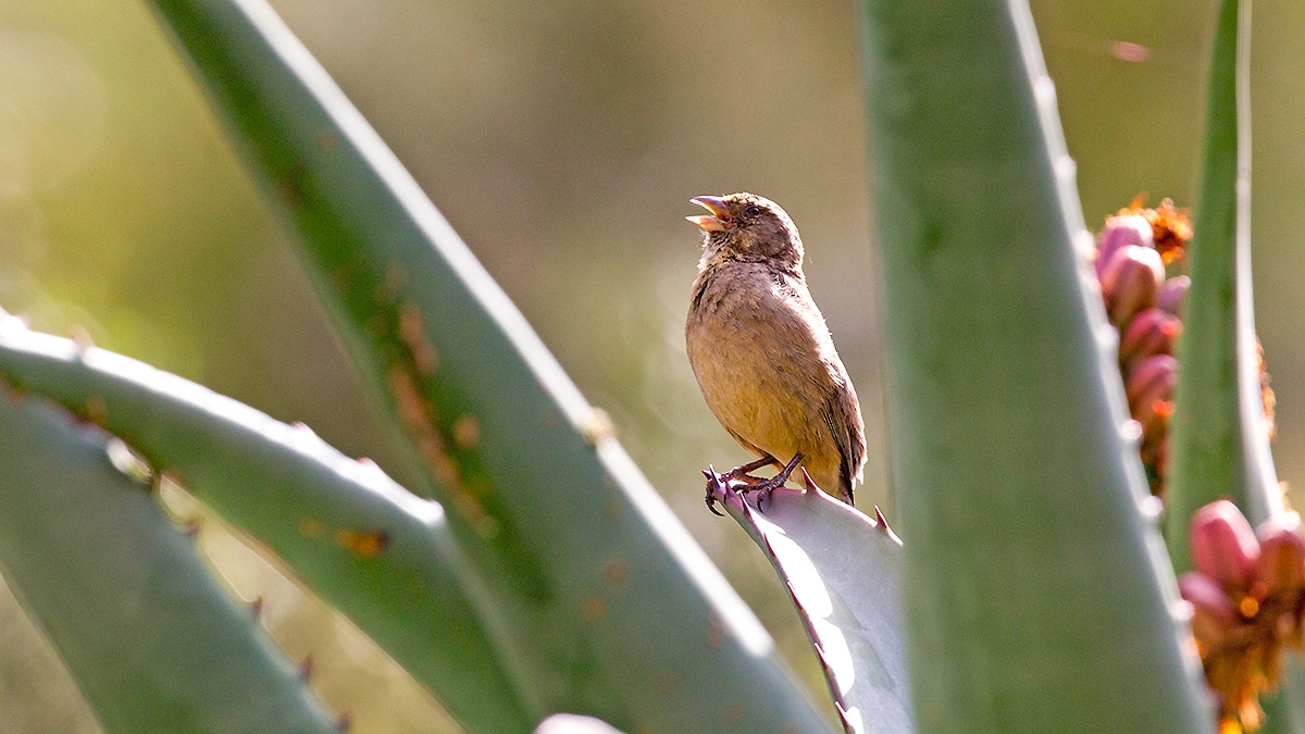 Streaky-headed Seedeater [Crithagra gularis humilis]