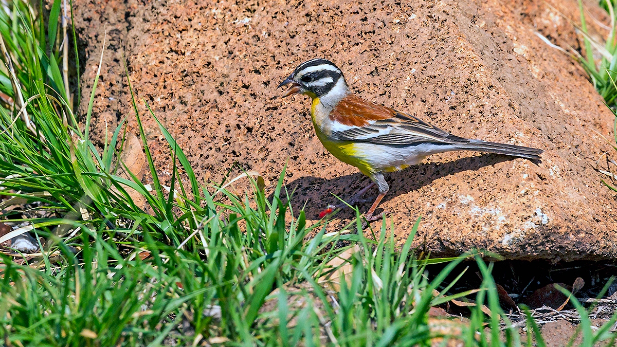Golden-breasted Bunting [Emberiza flaviventris kalaharica]